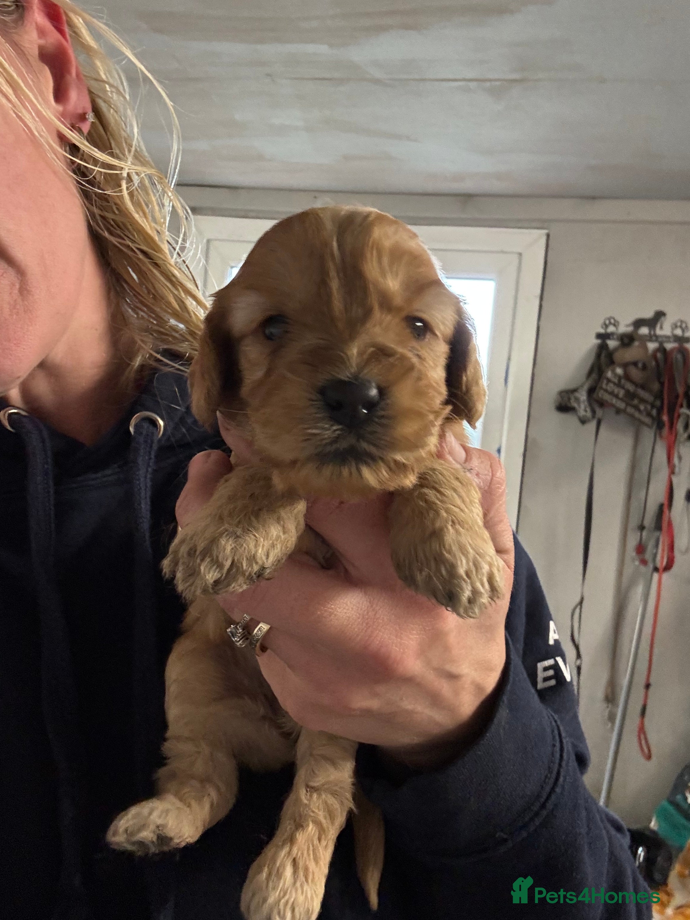 Cockapoo dogs 🧬 Gorgeous Cockapoo Puppies 🧬 Health Tested - Advert 2
