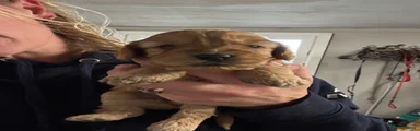 No collar female 