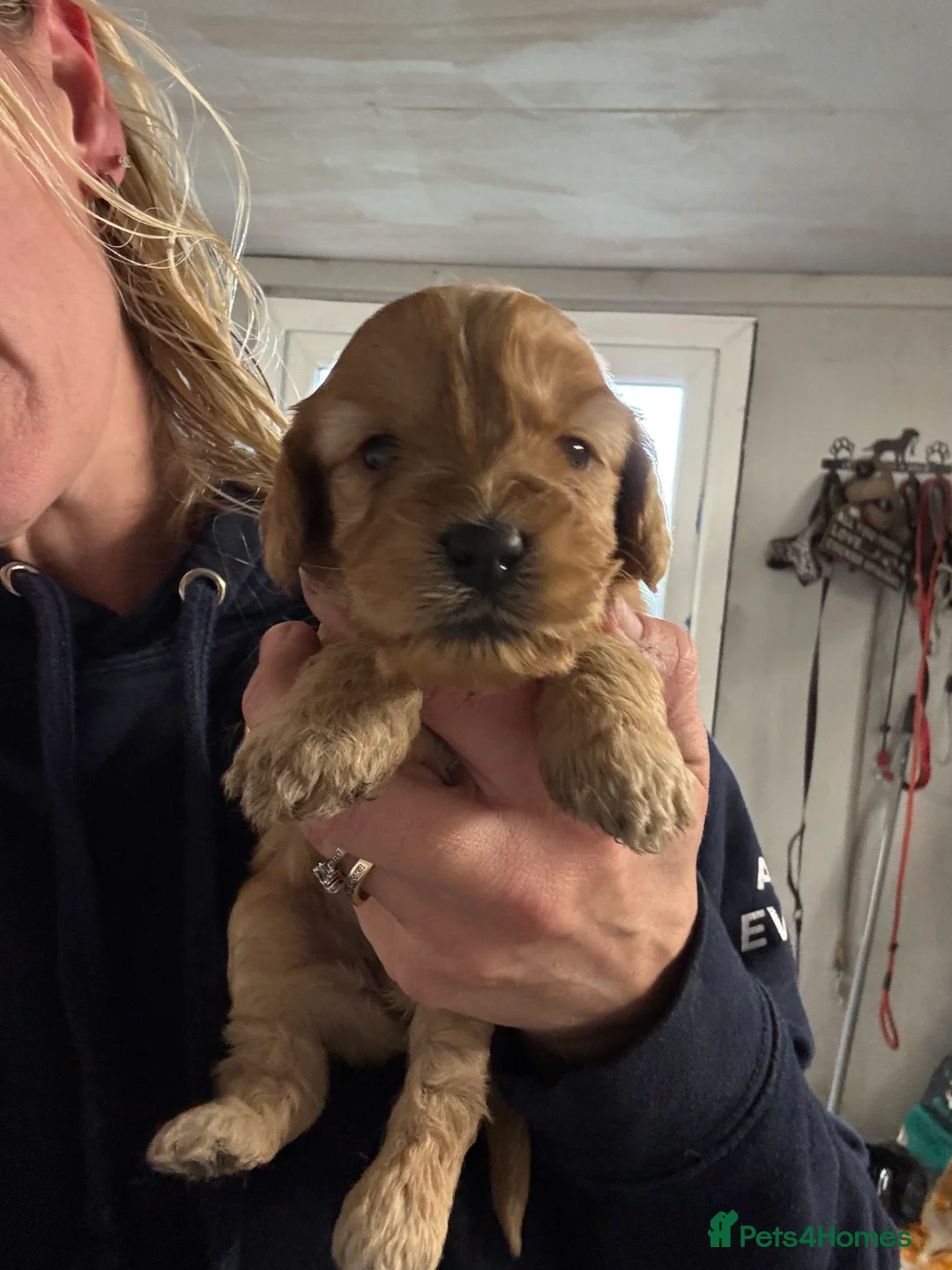 Cockapoo dogs for sale: 🧬 Gorgeous Cockapoo Puppies 🧬 Health Tested - Advert 2