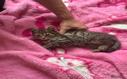 Domestic Shorthair cats for sale: Beautiful Male* Kitty Looking for a good home - Image 9
