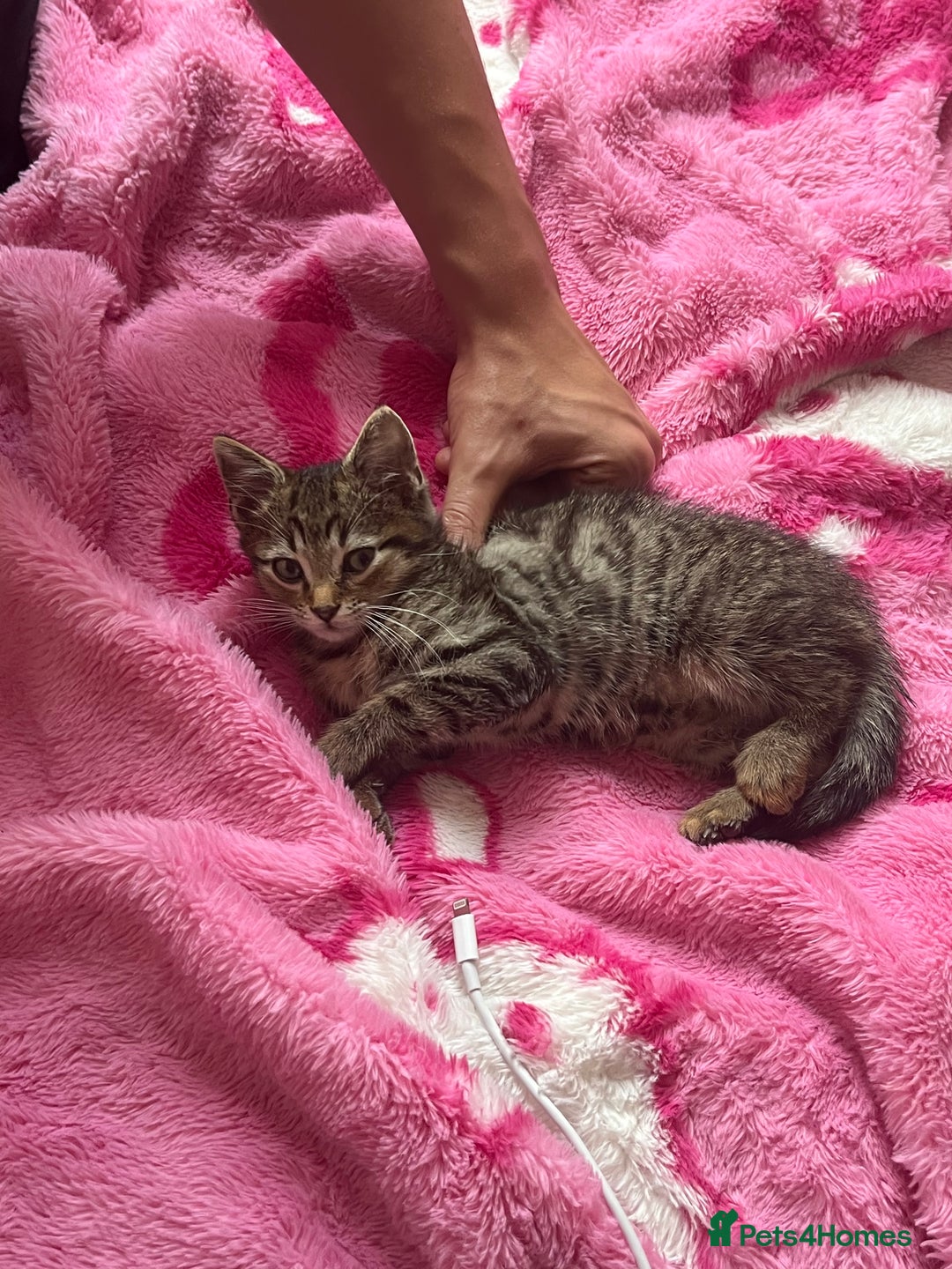 Domestic Shorthair cats for sale: Beautiful Male* Kitty Looking for a good home - Image 9