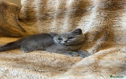 Scottish Fold cats for sale: Scottish fold kittens for sale - Image 9