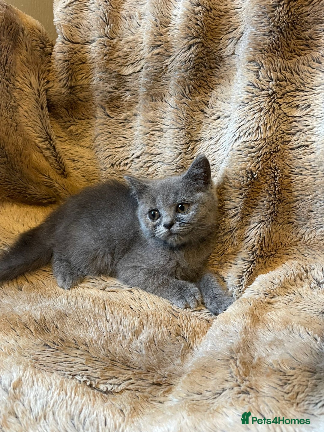 Scottish Fold cats for sale: Scottish fold kittens for sale - Image 9