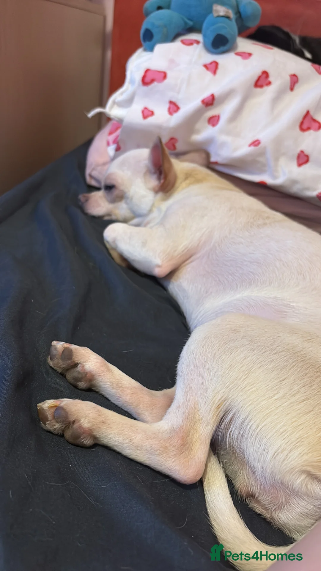 Chihuahua dogs for sale: Chihuahua for sale  - Advert 6