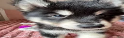 Mixed Breed dogs for sale: Crufts Line Husky x Malamute - Health tested 🐾 - Advert 27