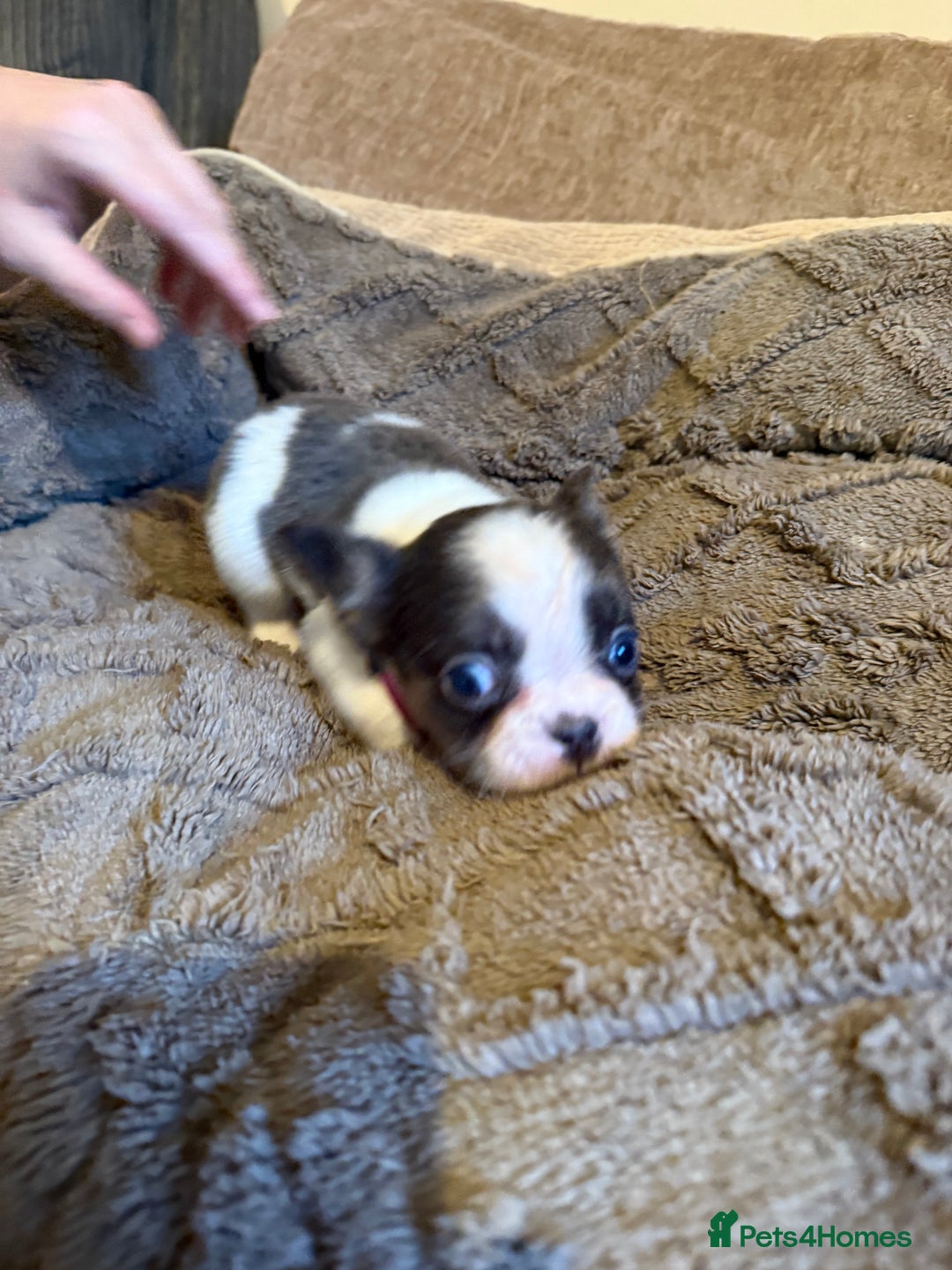 French Bulldog dogs for sale: Kc reg Fluffy Frenchies Ready Now  - Image 14