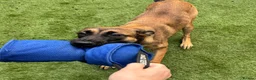 Belgian Shepherd Dog dogs for sale: 8 Month Old Mali/Dutch Female Pup BRN 56036 - Advert 13