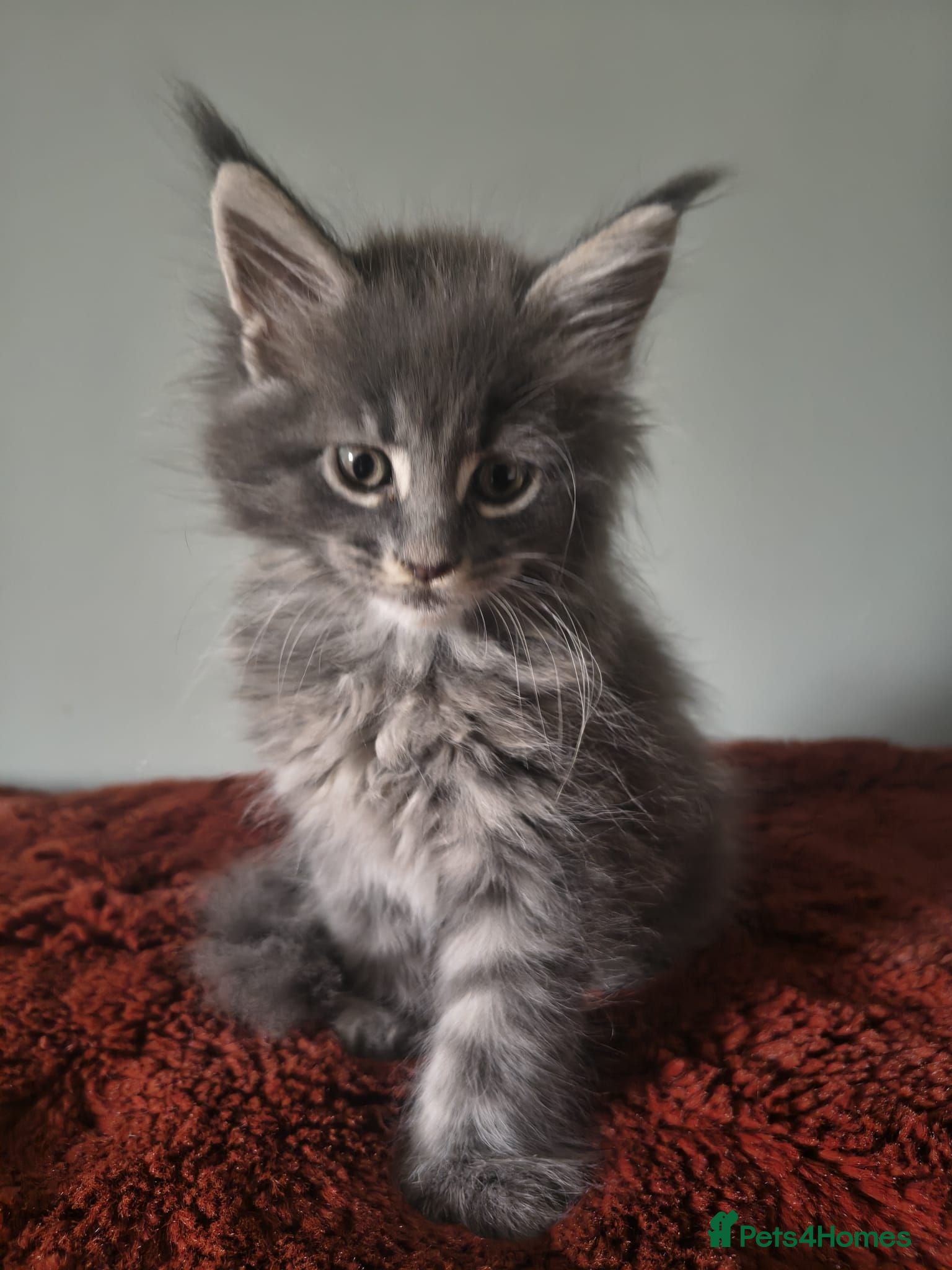 Maine Coon cats Tica registered Maine coon kittens - Advert 1