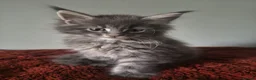 Maine Coon cats for sale: Tica registered Maine coon kittens - Advert 8