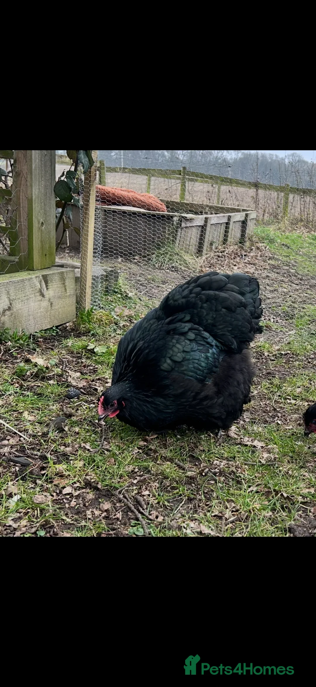 Chickens poultry for sale: A pair of Orpington’s (1 cockerel and 1 hen) - Advert 2