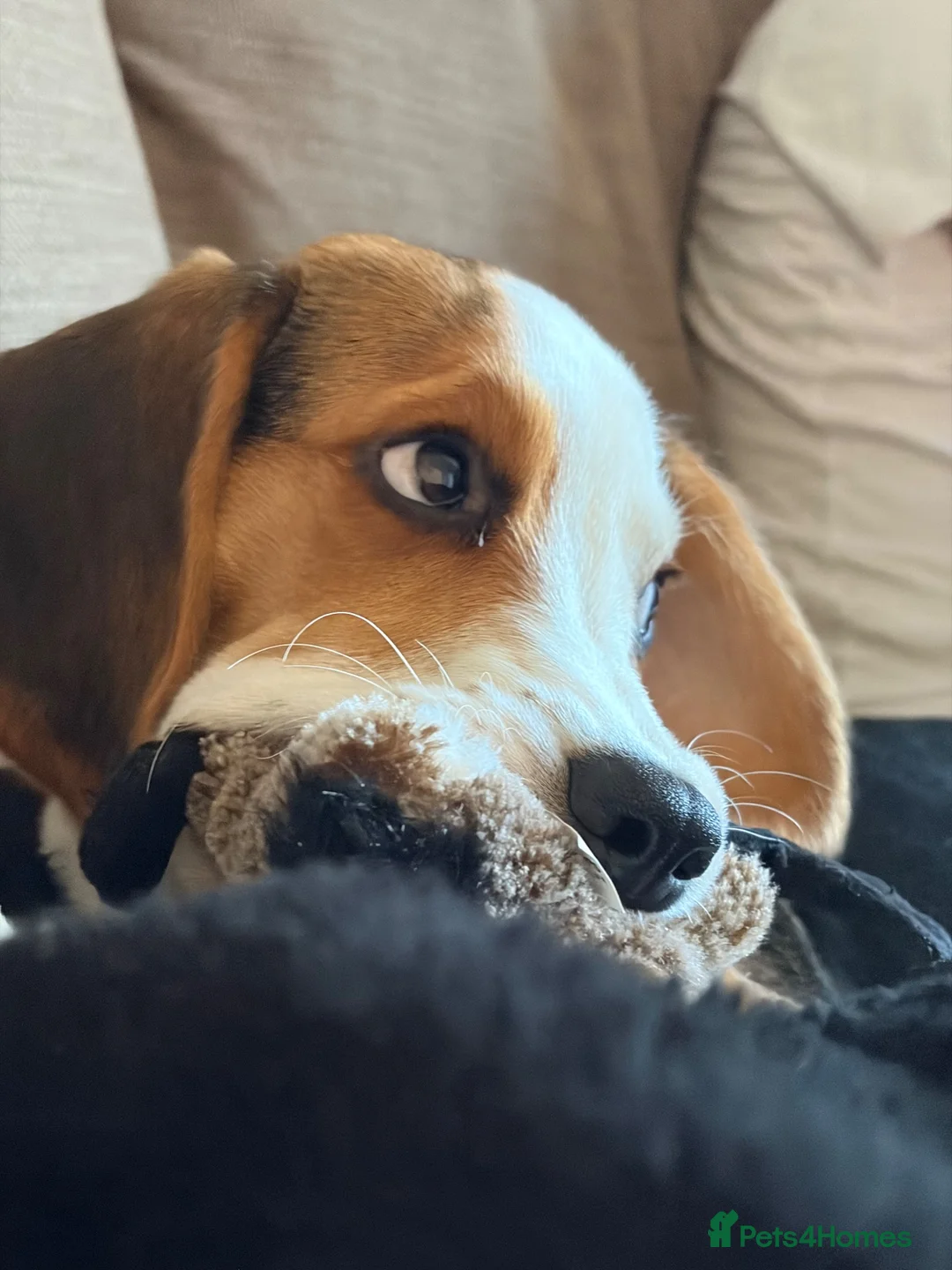 Mixed Breed dogs for sale: our beautiful beagle  - Advert 2