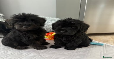 Schnoodle dogs - Advert 16