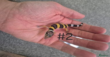 Leopard Gecko reptiles - Advert 7