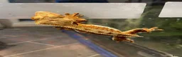 Mixed Breed reptiles for sale: Reptiles for sale in Taunton - Advert 1