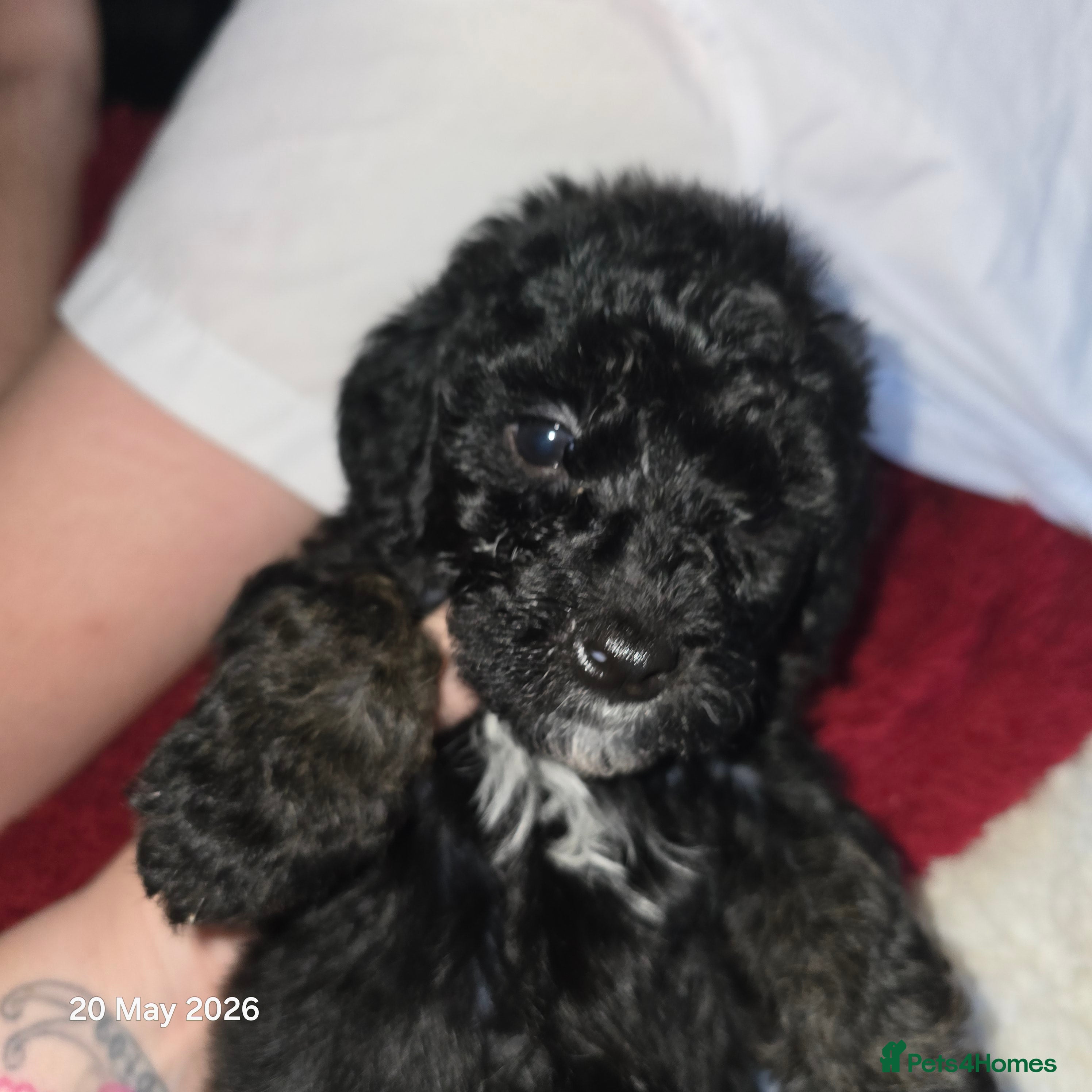 Mixed Breed dogs for sale: Cockapoo/ yorkiepoo mix in Saint Leonards-on-sea - Advert 13