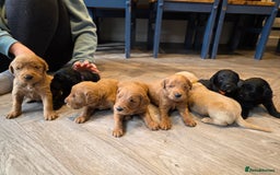Labradoodle dogs for sale: F1 Labradoodles.  - Image 11