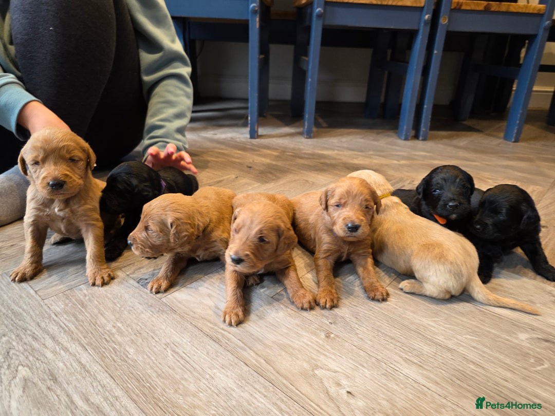 Labradoodle dogs for sale: F1 Labradoodles.  - Image 11