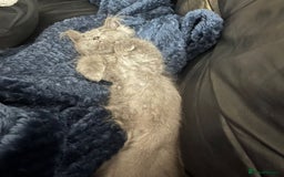 Mixed Breed cats for sale: Persian x Russian blue & British shorthair - Image 3