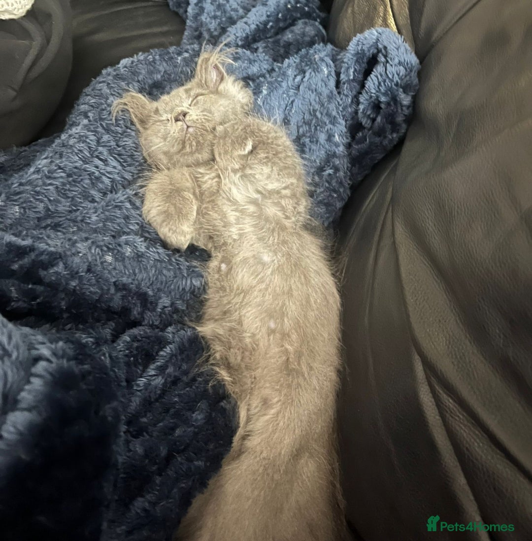 Mixed Breed cats for sale: Persian x Russian blue & British shorthair - Image 3