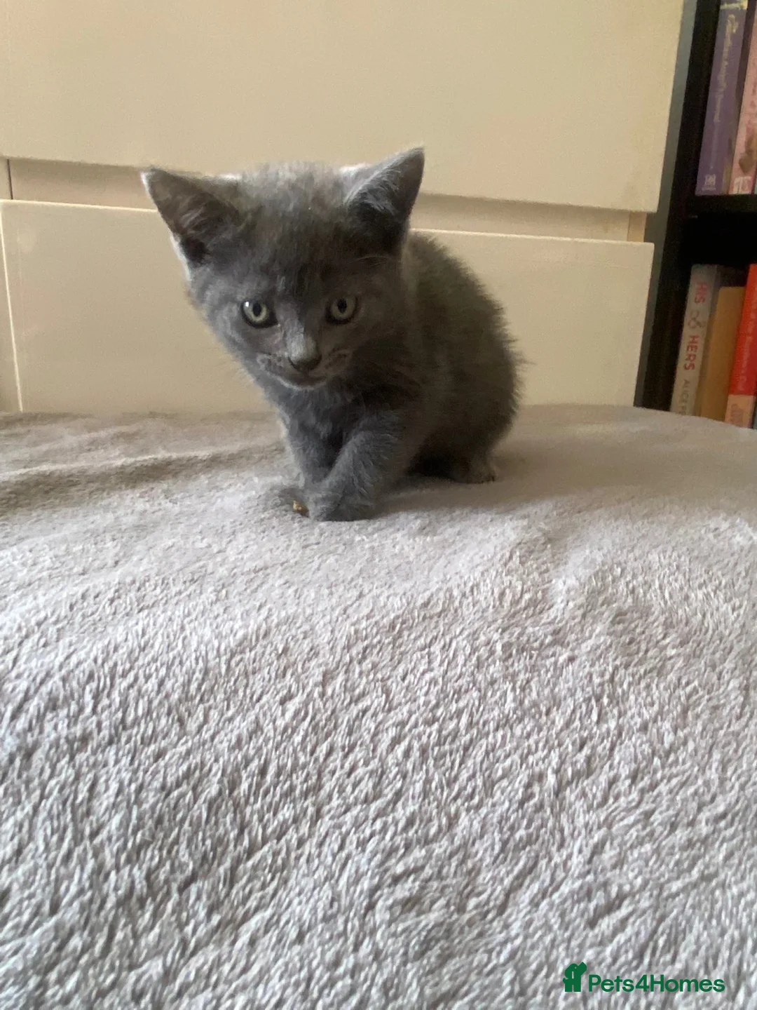 Mixed Breed cats for sale: grey female  - Advert 2