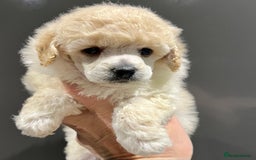 Toy Poodle dogs for sale: KC Toy Poodle Puppies - Image 11