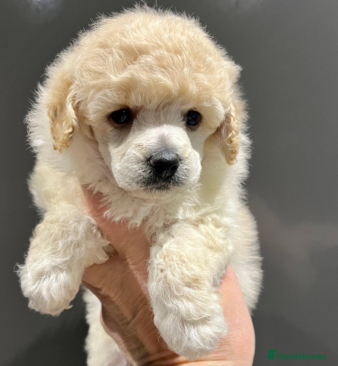 Toy Poodle dogs for sale: KC Toy Poodle Puppies - Image 11