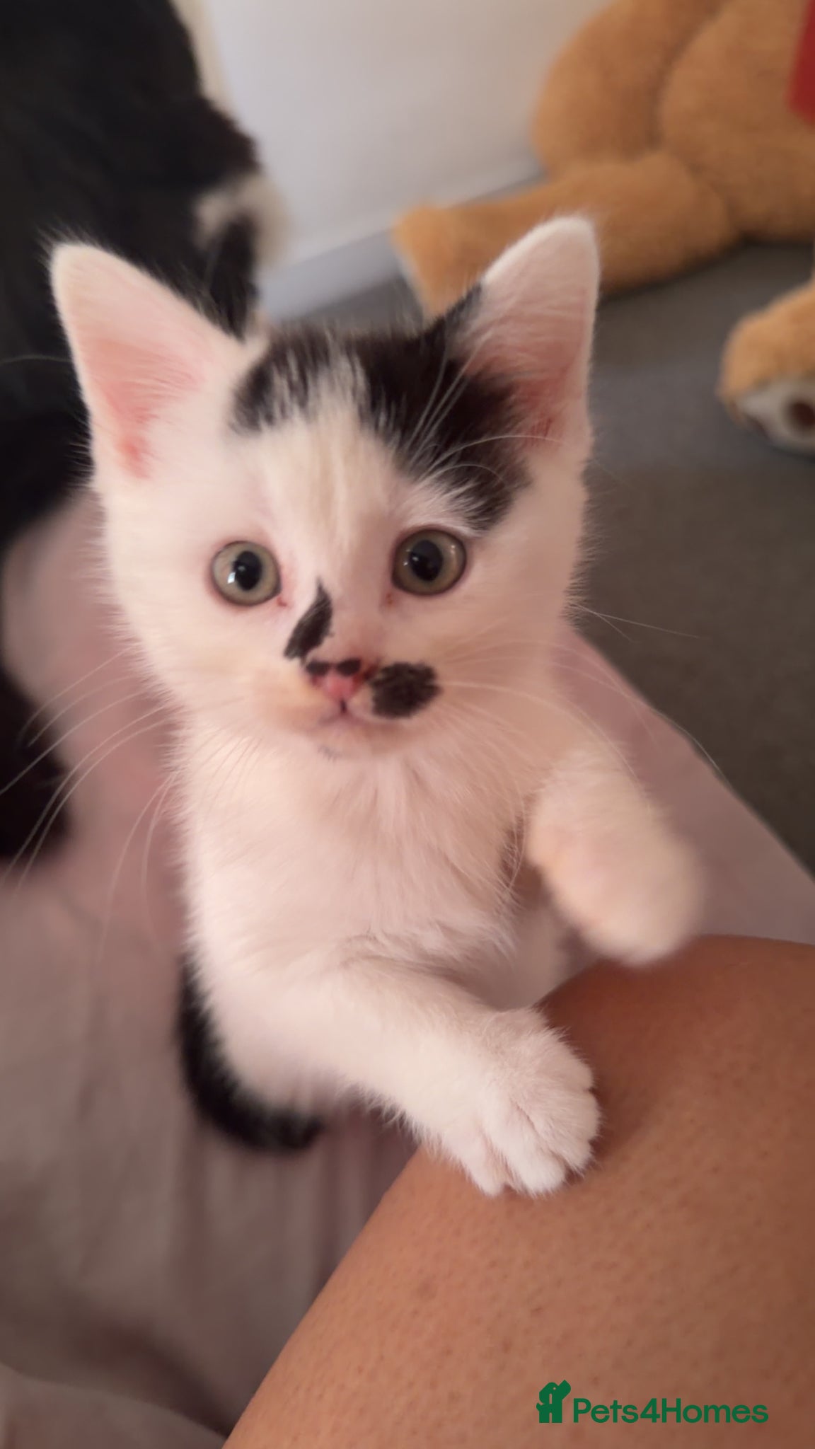 Mixed Breed cats for sale: Beautiful white kitten - Advert 3