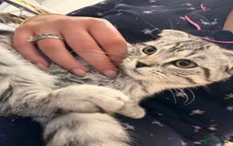 Scottish Fold cats for sale: beautiful Scottish Fold×Nebelung Kittens in Liverpool - Image 20