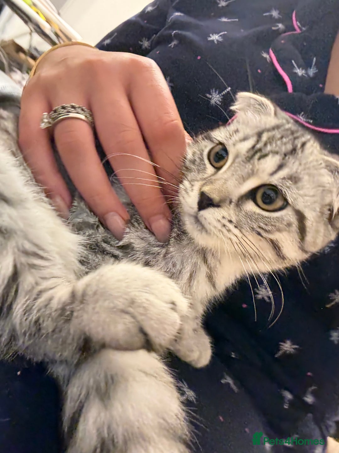 Scottish Fold cats for sale: beautiful Scottish Fold×Nebelung Kittens in Liverpool - Image 20