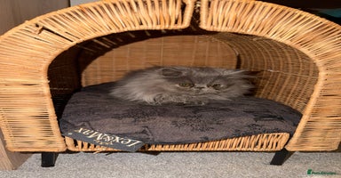 Persian cats - Advert 2