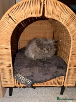 Persian cats - Advert 2