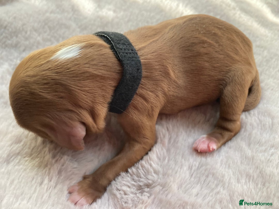 Mixed Breed dogs for sale: Cockapoo/Cavapoo Mix Puppies Available 10 Nov 25 - Image 34