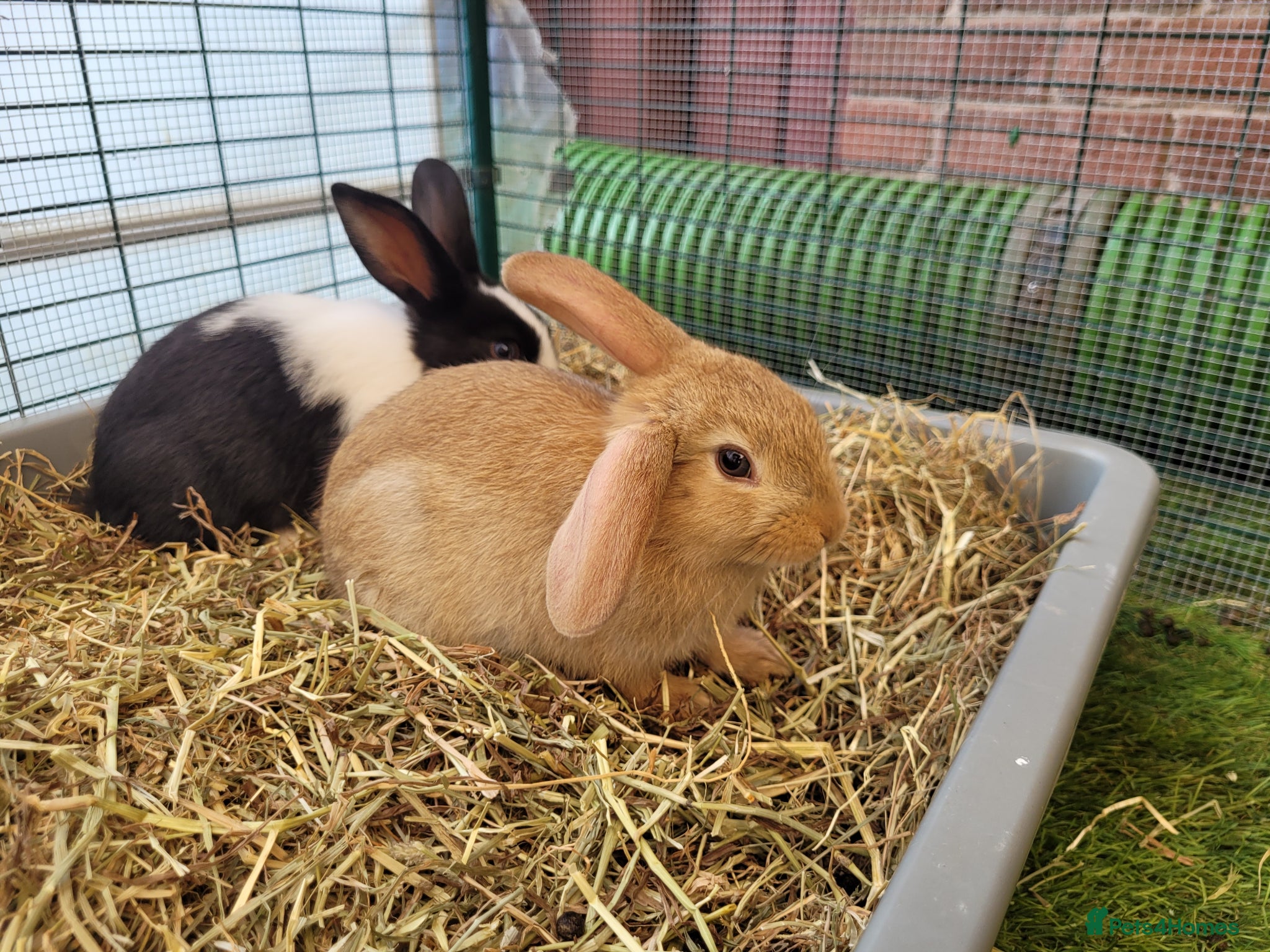 Mini Lop rabbits for sale: Adorable Mini Lop Mix Rabbits - READY JUNE 11TH - Advert 13