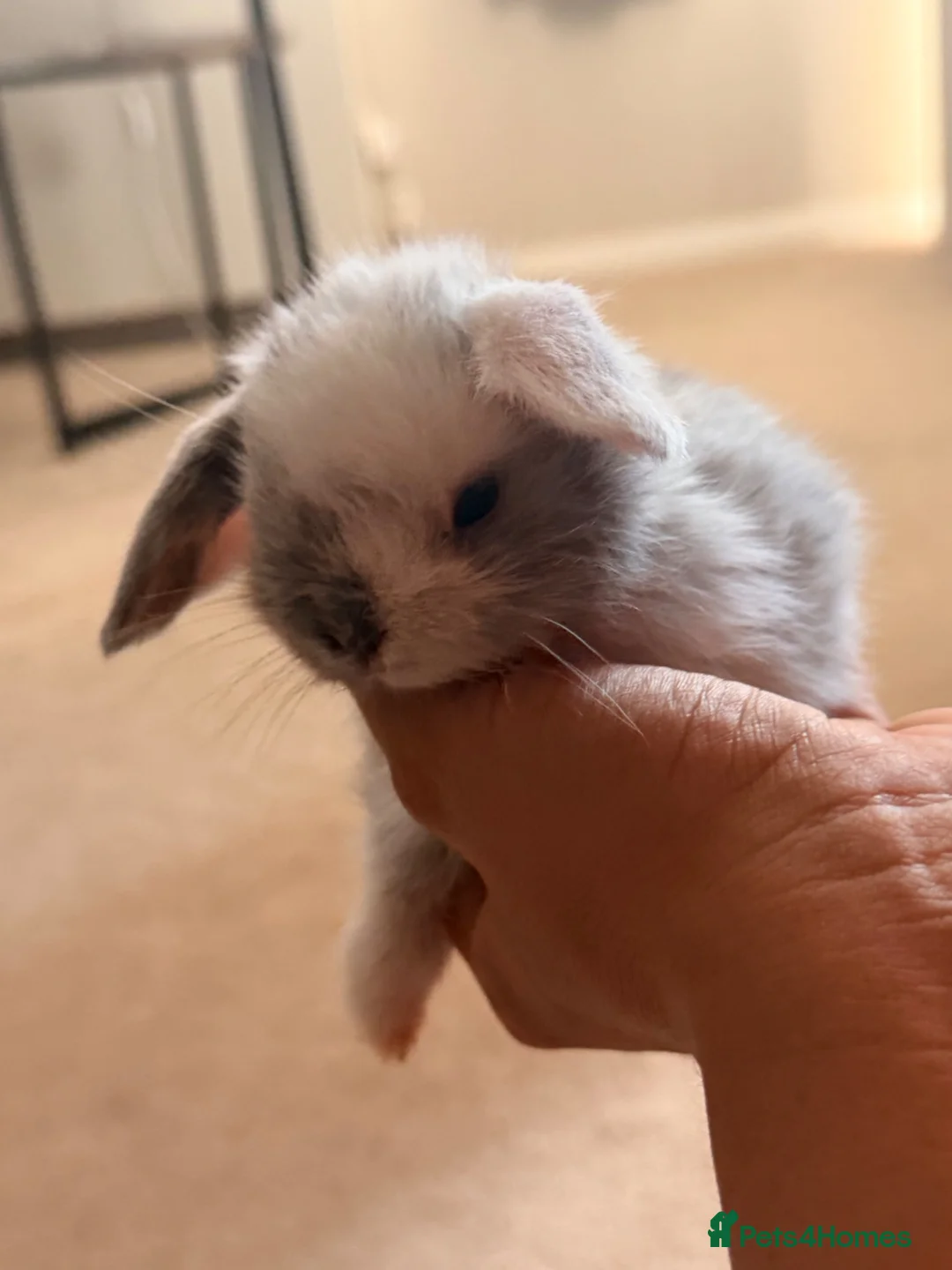 Dwarf Lop rabbits for sale: 6 mixed sex dwarf lop bunnies  in Fareham - Advert 2