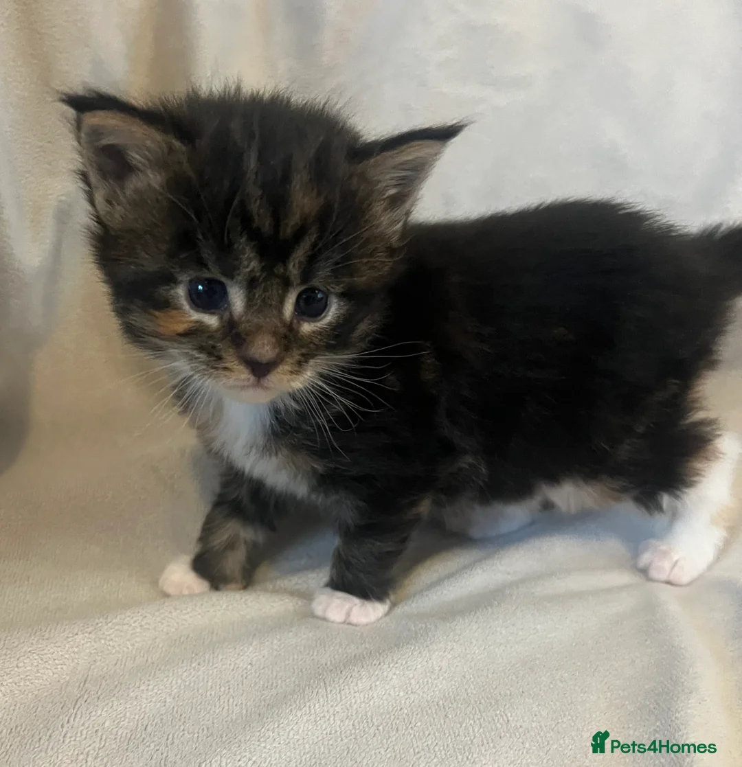 Maine Coon cats for sale: Beautiful and healthy litter of Maine coon kittens - Advert 33
