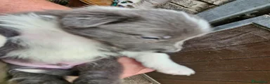 Border Collie 4