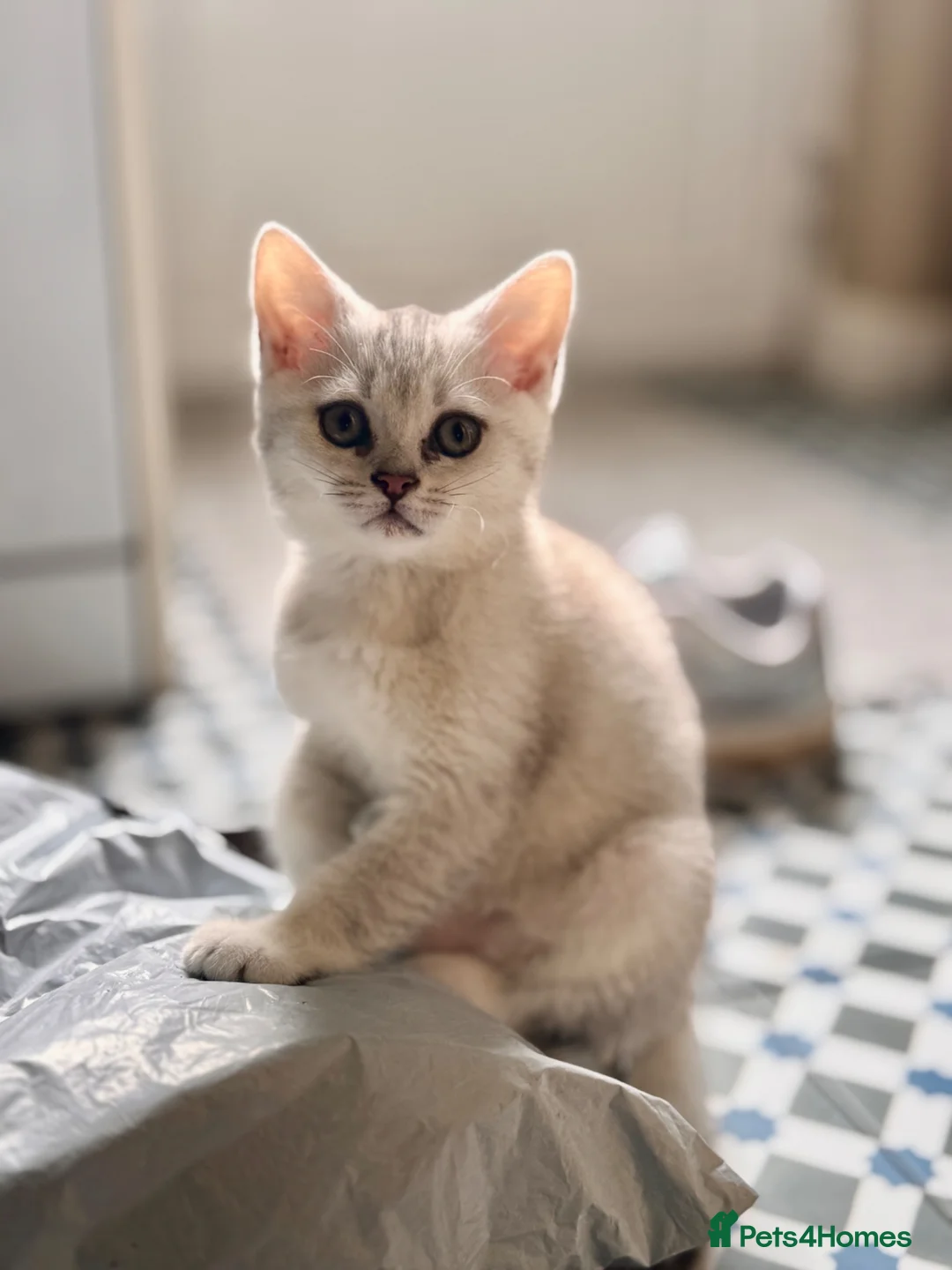 Scottish Fold cats for sale: Kitten  - Advert 1