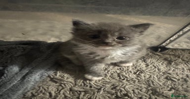 Mixed Breed cats - Advert 4