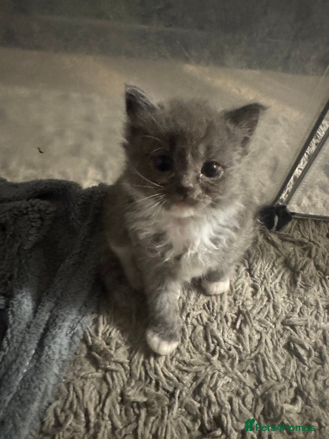 Mixed Breed cats for sale: Cute Scottish fold x Persian kittens long haired  - Image 3
