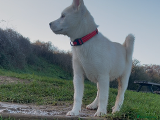Mixed Breed dogs Siberian husky - Advert 13