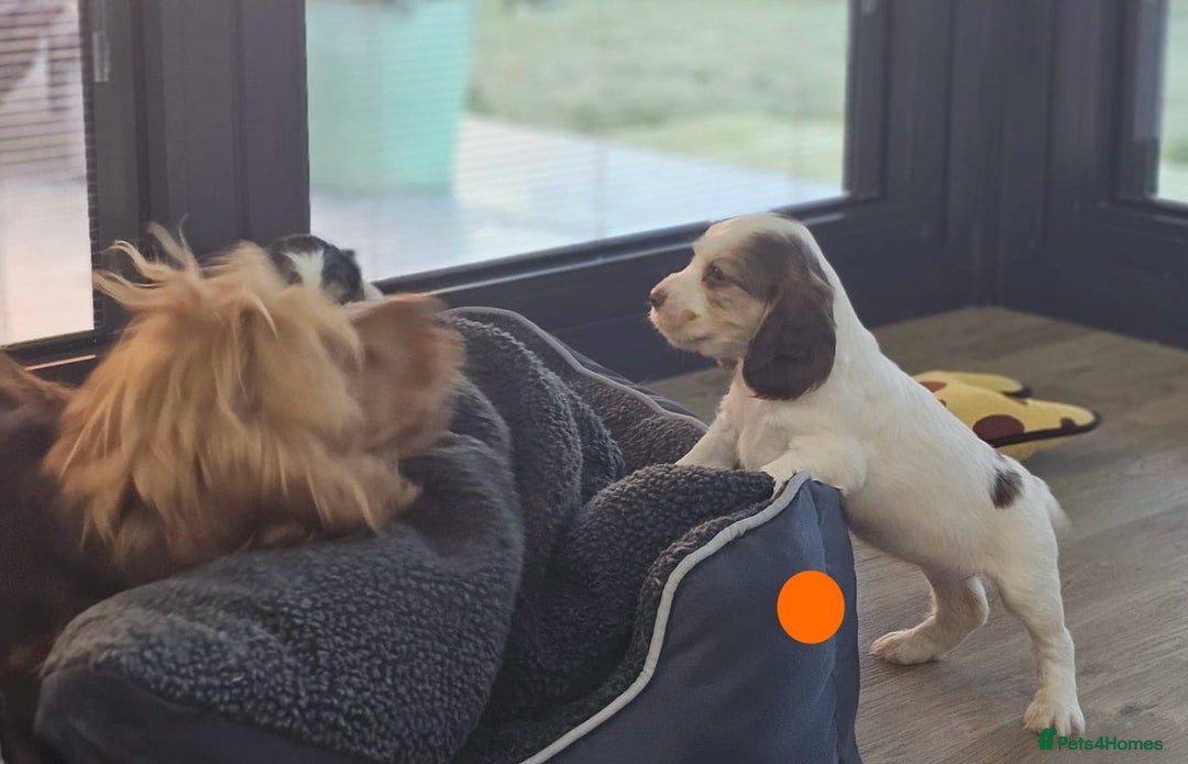 Cocker Spaniel dogs for sale: Fantastic Show / Working Cocker Spaniels - Advert 31