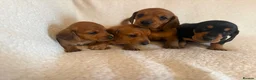 Miniature Dachshund dogs for sale: Litter of shaded red miniature Daschunds  - Advert 13