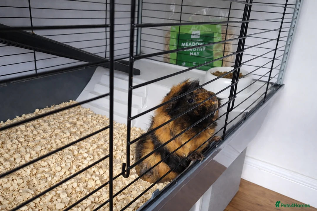 Guinea Pig rodents for sale: Friendly guinea pig females  in Hook - Advert 2