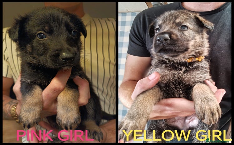 German Shepherd dogs - Advert 14