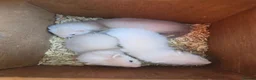 Ferret rodents for sale: 1/2 micro ferrets kits - Advert 2