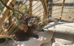 Maine Coon cats for sale: Stunning Black Smoke TiCA kittens  - Image 26