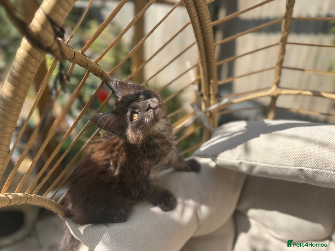 Maine Coon cats for sale: Stunning Black Smoke TiCA kittens  - Image 26