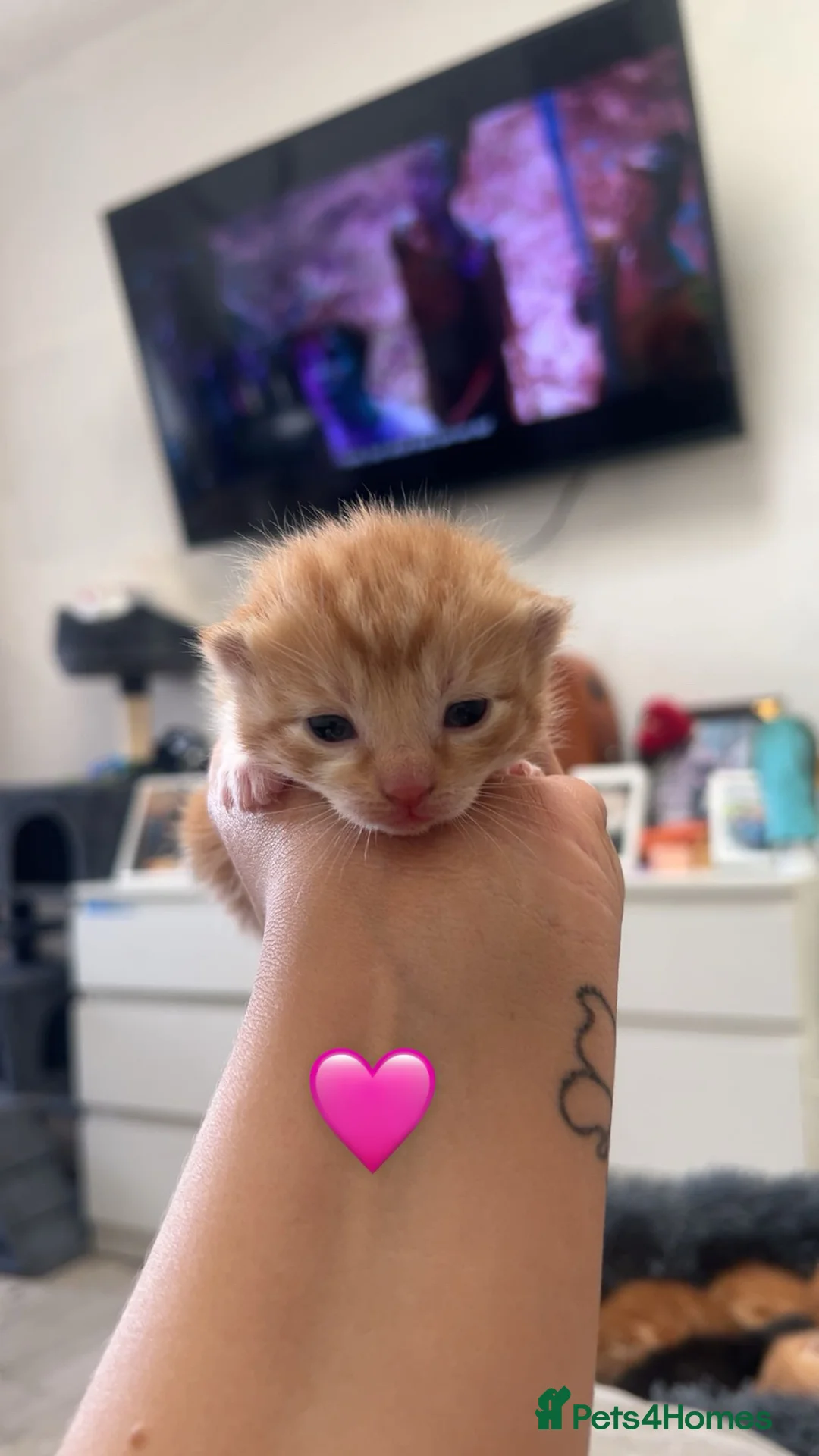 Mixed Breed cats for sale: Calico x Ginger kittens for sale  - Advert 2