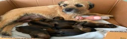 Border Terrier dogs for sale: Border Terrier Puppies - Advert 3
