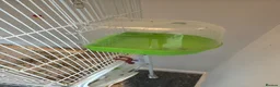 Budgerigars birds for sale: Male & Female Budgies with Cage & Accessories - Advert 3